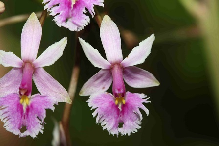 IIAP REALIZA EINVESTIGADORES DEL IIAP DESCUBREN DOS NUEVAS ESPECIES DE PLANTAS