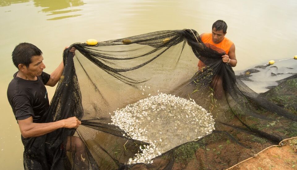 IIAP ENTREGÓ 40 MIL PECES EN ALTO MAYO EN LA REGIÓN SAN MARTÍN