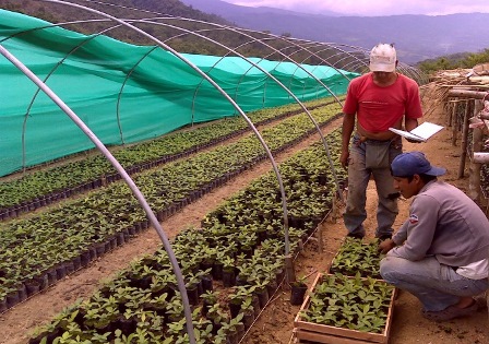 REFORESTAN 430 HECTÁREAS DE SUELOS DEGRADADOS EN LA REGIÓN SAN MARTÍN