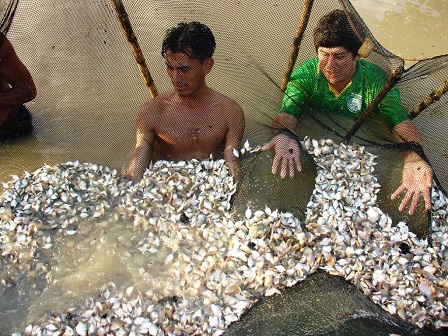 IIAP TRANSFIRIÓ 500 MIL CRÍAS DE PECES A MUNICIPALIDADES DEL VRAEM