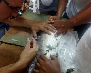 ESPECIALISTAS DEL IIAP LOGRAN REPRODUCCIÓN ARTIFICIAL DEL SÁBALO