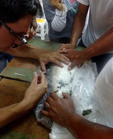 ESPECIALISTAS DEL IIAP LOGRAN REPRODUCCIÓN ARTIFICIAL DEL SÁBALO