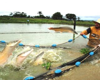 EL IIAP CONTRIBUYE A LA SEGURIDAD ALIMENTARIA EN 05 REGIONES AMAZÓNICAS