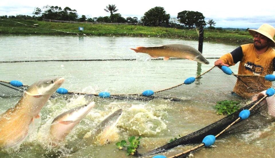 EL IIAP CONTRIBUYE A LA SEGURIDAD ALIMENTARIA EN 05 REGIONES AMAZÓNICAS