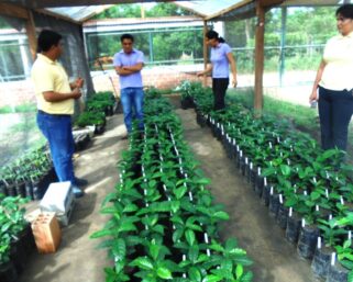 IIAP INVESTIGA EN CLONACIÓN DE CAFÉ CON TOLERANCIA A LA “ROYA”