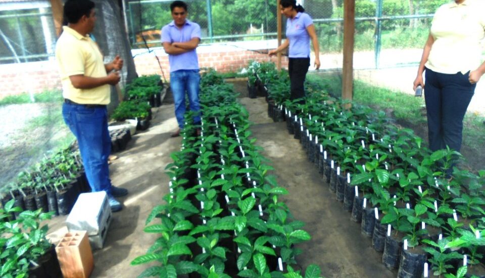 IIAP INVESTIGA EN CLONACIÓN DE CAFÉ CON TOLERANCIA A LA “ROYA”