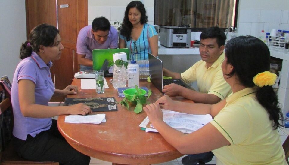 IIAP EJECUTA PROYECTO DE RESTAURACIÓN DE SUELOS CON HONGOS EN FINCAS DE CAFÉS