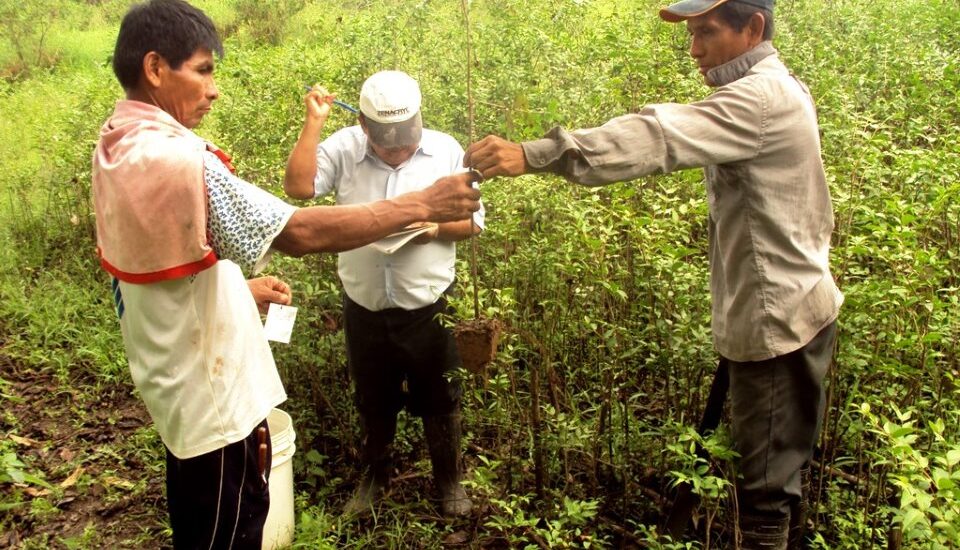 IIAP CAPACITA A PROFESIONALES DEL PROCREA EN MANEJO DE CAMU CAMU