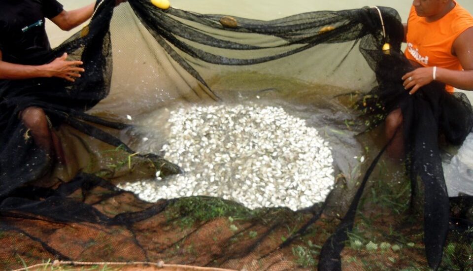 IIAP PRODUJO 250 MIL GAMITANAS ENTRE ENERO Y MARZO