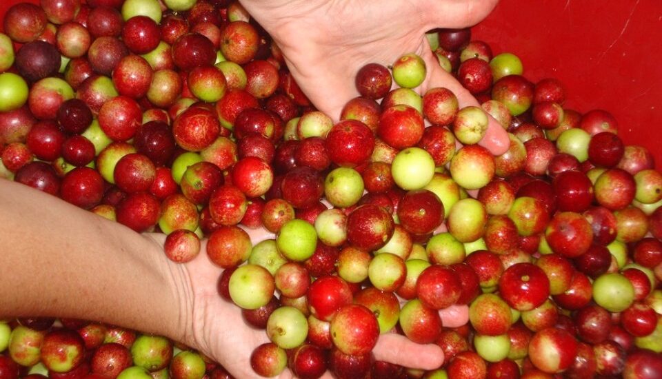 HOY SE INICIA UN CURSO TALLER INTERNACIONAL DE CAMU CAMU EN EL IIAP