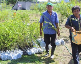 IIAP UCAYALI DISTRIBUYÓ 12 MIL PLANTONES DE CAMU CAMU