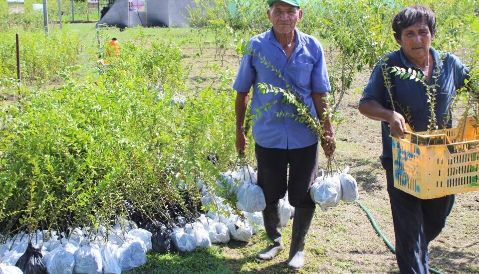 IIAP UCAYALI DISTRIBUYÓ 12 MIL PLANTONES DE CAMU CAMU