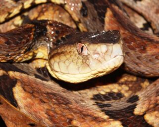 INVESTIGADORA ARGENTINA BRINDÓ CONFERENCIA SOBRE SERPIENTES EN EL IIAP