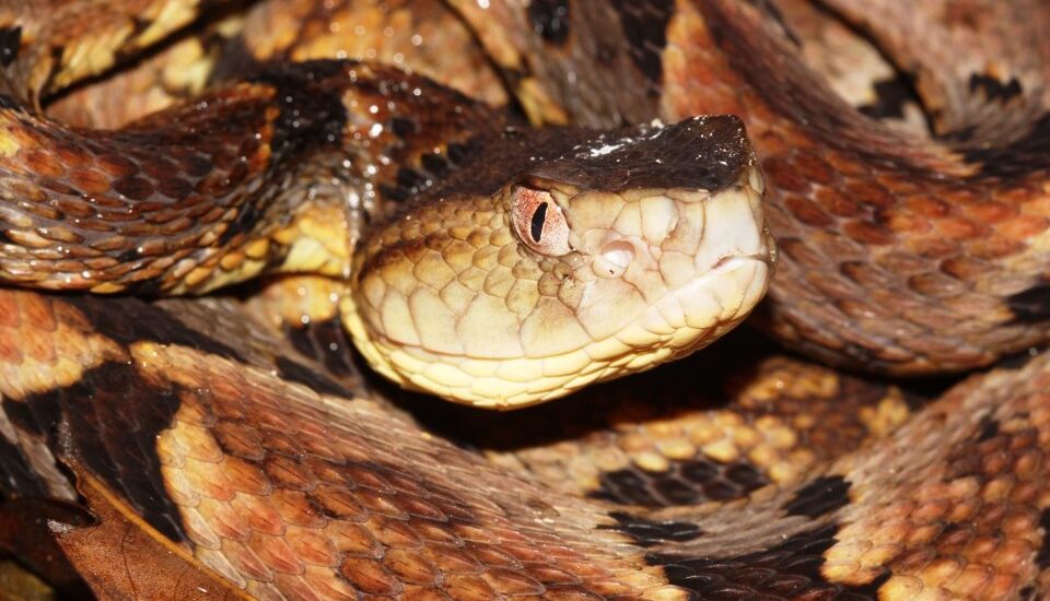 INVESTIGADORA ARGENTINA BRINDÓ CONFERENCIA SOBRE SERPIENTES EN EL IIAP