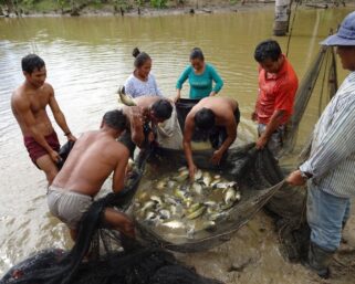 PISCICULTORES DEL RÍO AMAZONAS PRODUJERON 20 TONELADAS DE GAMITANA