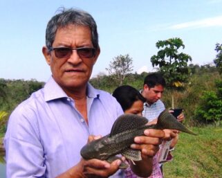 BIÓLOGOS DEL IIAP EXPERIMENTAN EN LA REPRODUCCIÓN DE LA CARACHAMA NEGRA Y PARDA