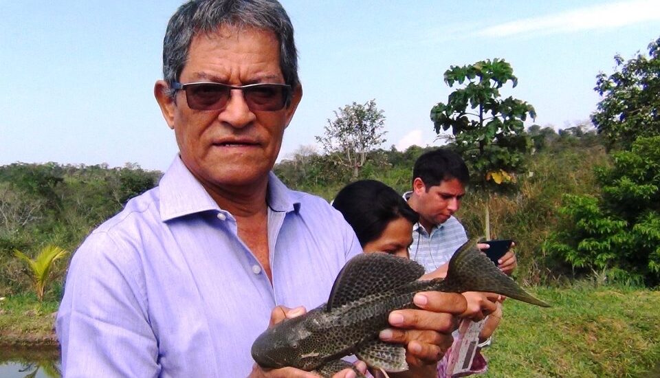 BIÓLOGOS DEL IIAP EXPERIMENTAN EN LA REPRODUCCIÓN DE LA CARACHAMA NEGRA Y PARDA