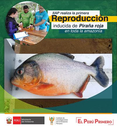 IIAP REALIZA PRIMERA REPRODUCCIÓN INDUCIDA DE PIRAÑA ROJA EN LA AMAZONIA